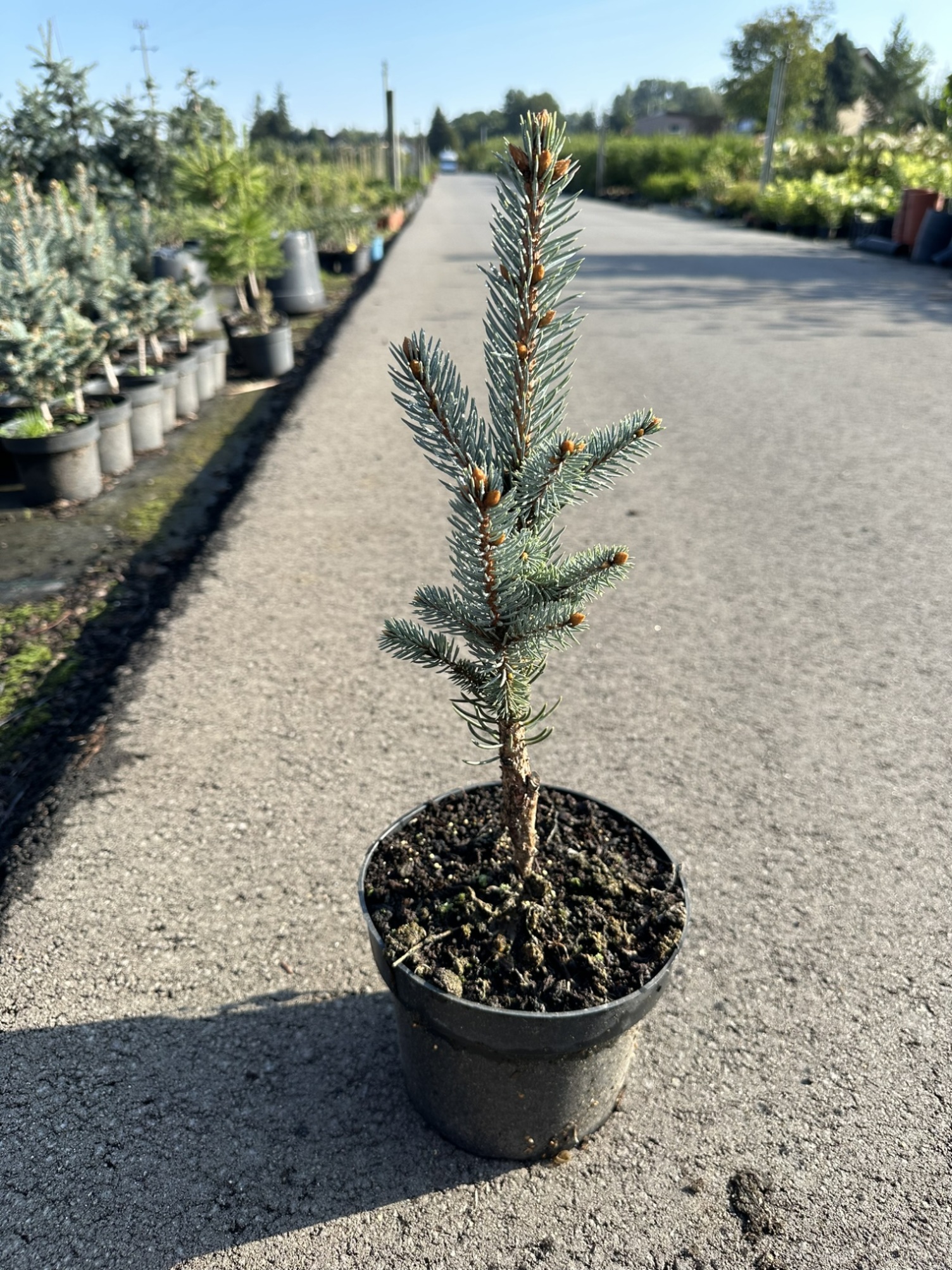 Ель колючая Изели Фастигиата